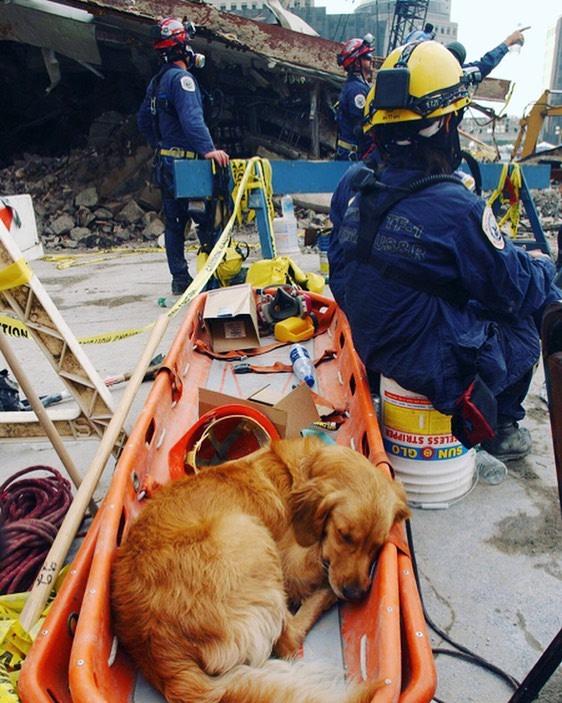 Rescue dog napping in boat
