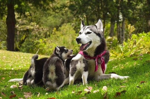 Husky wearing bandana with puppies
