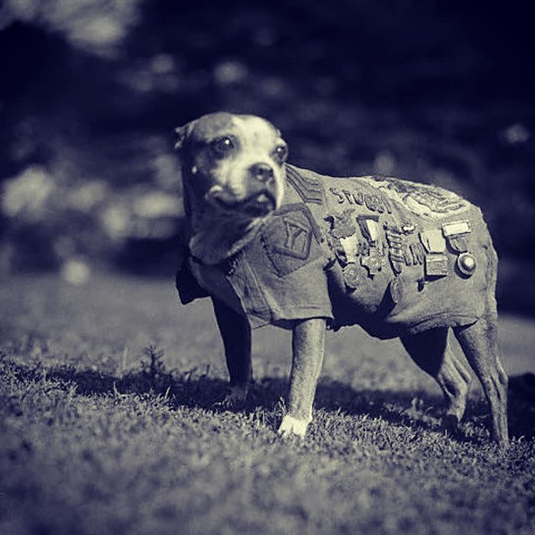War hero dog