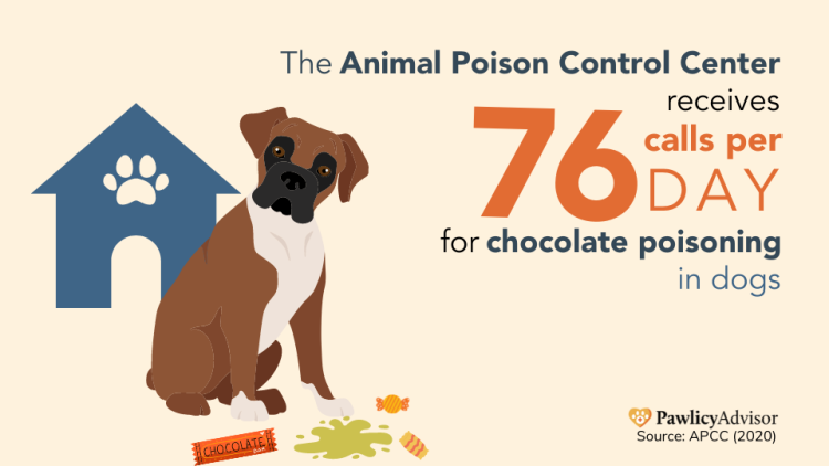 chocolate poisoning in dogs statistic