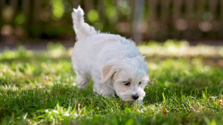 Maltese puppy running
