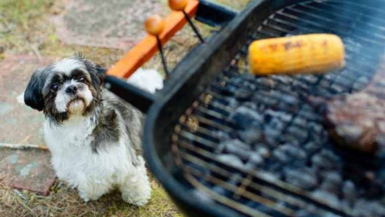 dog waiting for grilled corn on barbecue