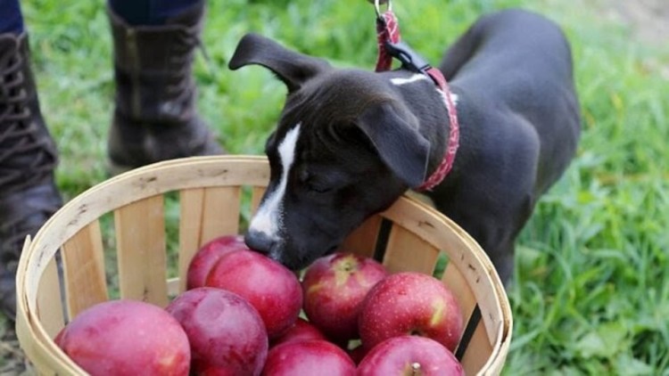 dog sniffing apples