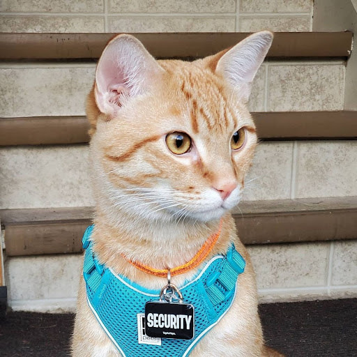security cat