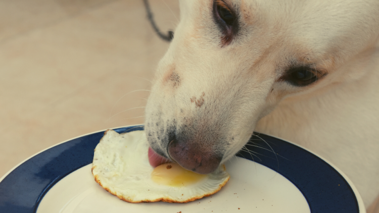 Dog eating a plate of eggs
