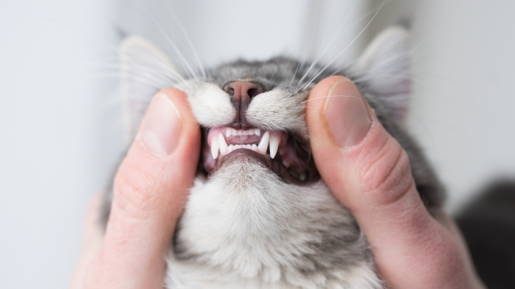 close-up photo of cat teeth