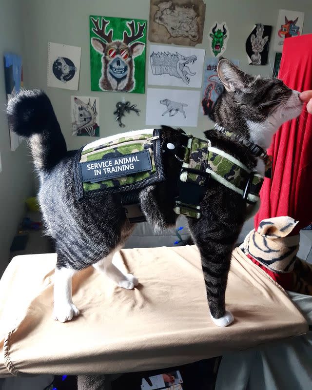 Service pet cat in training
