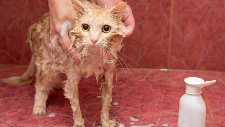 Cat receiving shampoo bath