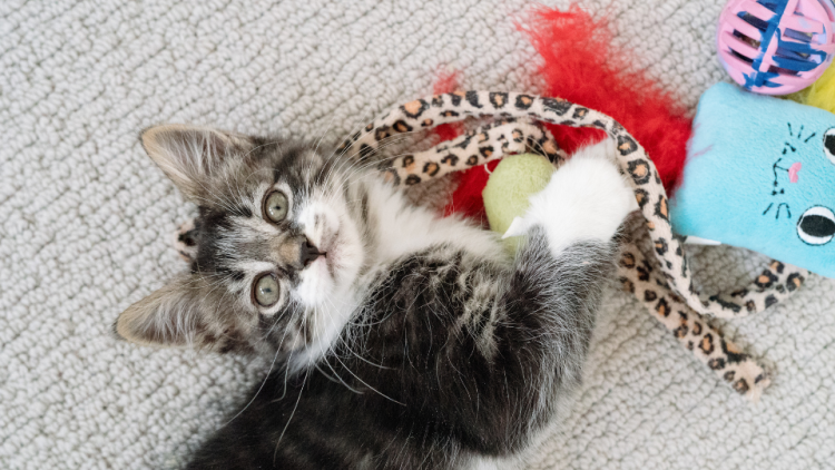 kitten playing with toys