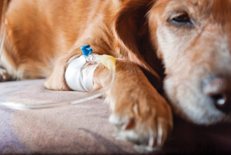 dog taking infusion