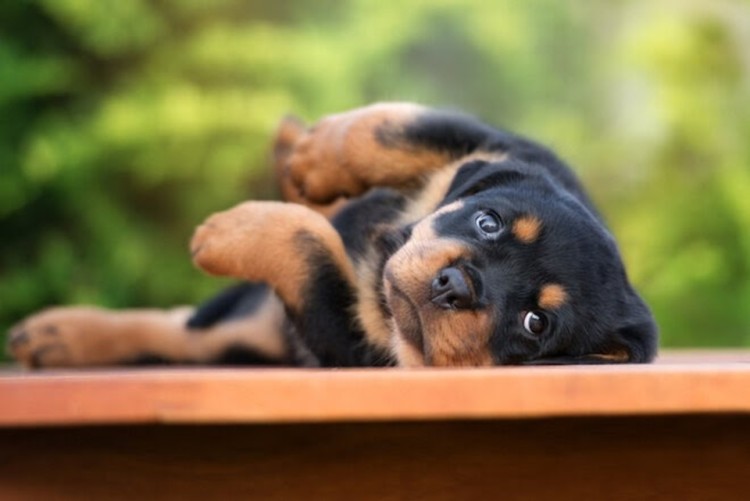 puppy rolling over