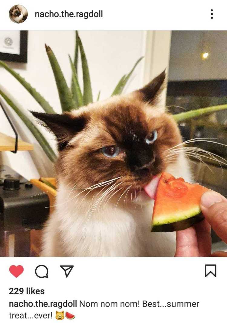 Instagram photo of cat licking watermelon
