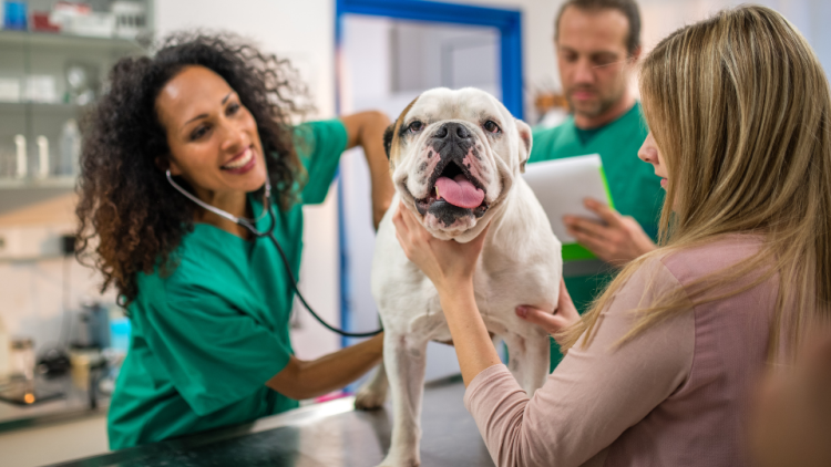 preoperative test for dog anesthesia
