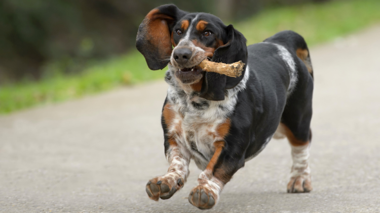 Basset Hound dog running with stick in mouth