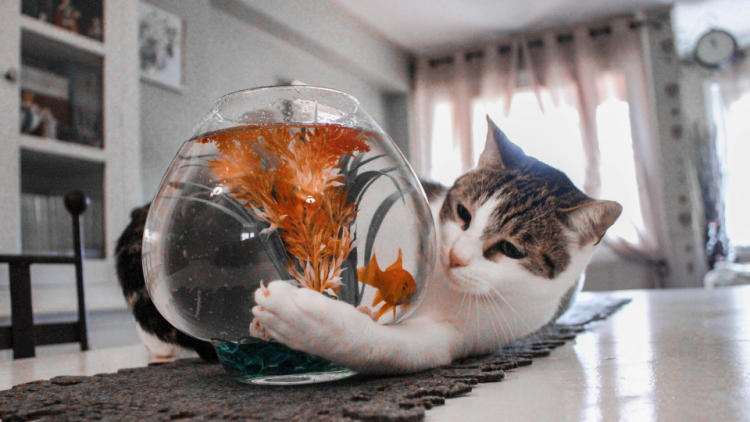 cat playing with fish bowl
