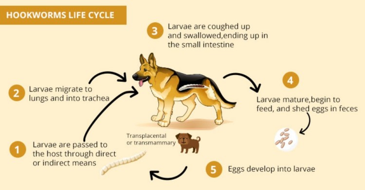Hookworms life cycle