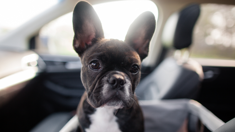 boston terrier puppy in car