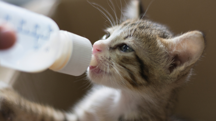 Kitten drinking milk from bottle