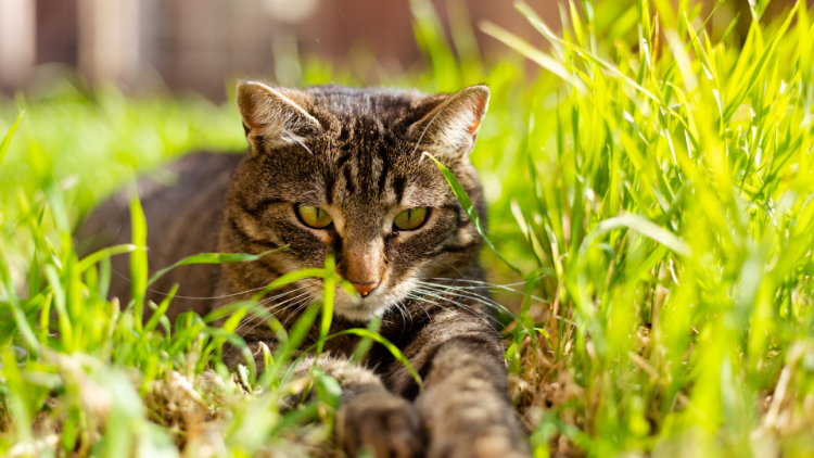 Cat in grass hunting prey