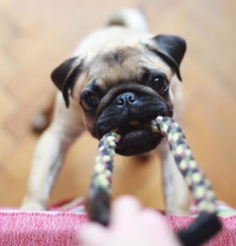 pug puppy playing with rope