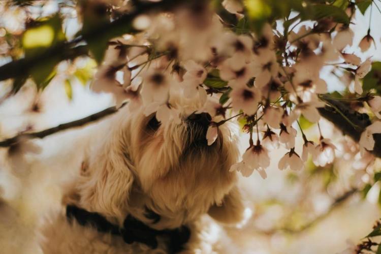 White small dog smelling flowers