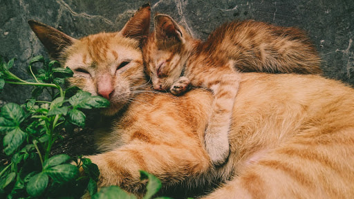 Orange cat and kitten sleeping