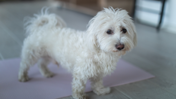 small white dog on pee pad indoors