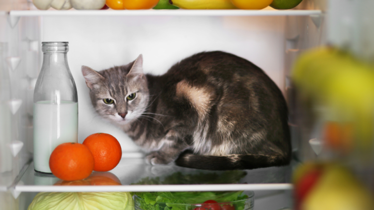 kitten inside fridge