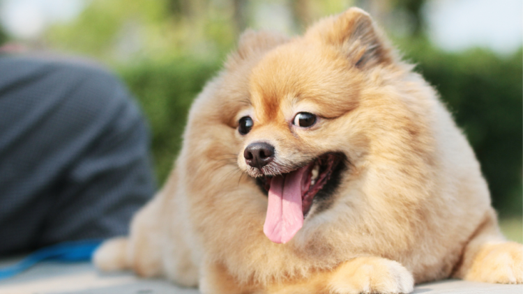 Pomeranian dog smiling