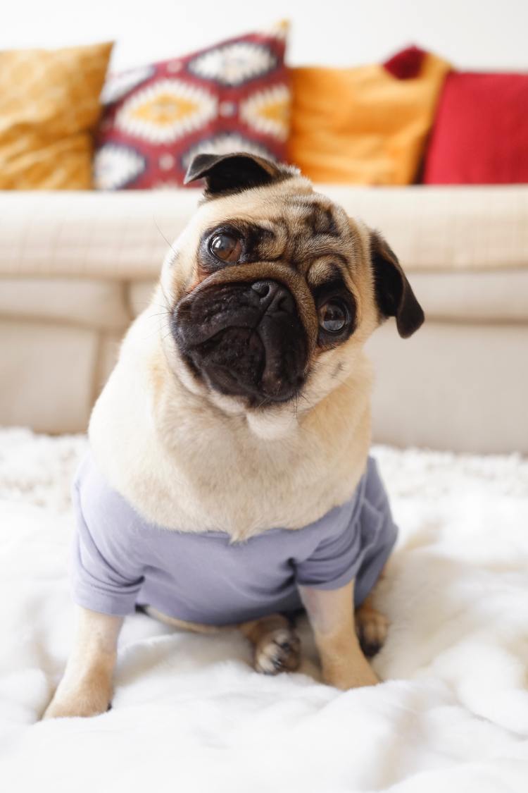 Concerned Pug in pale purple sweater.