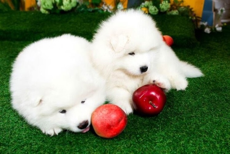 two puppies with apples