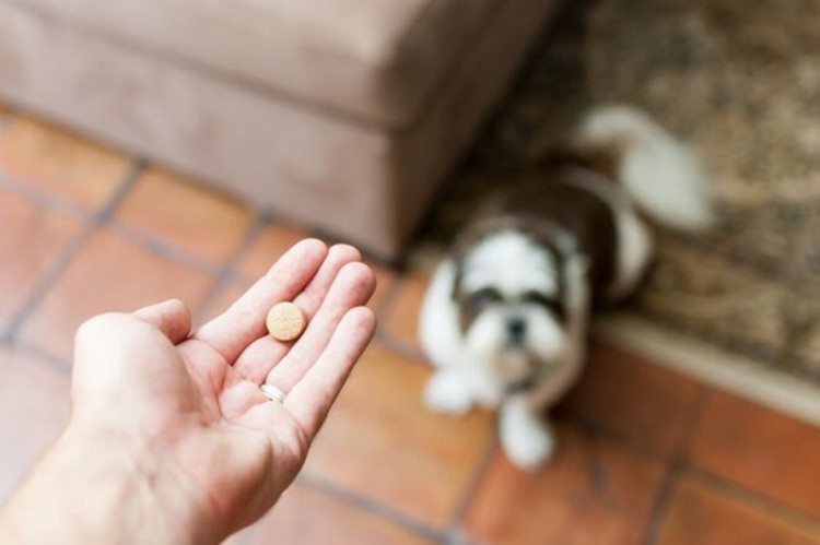 human hand giving pill to dog