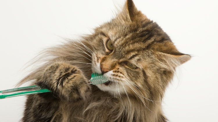 main coon cat holding toothbrush