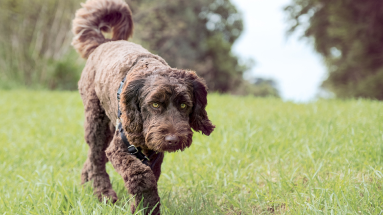 Chocolate Labordoodle walking in a grassy field