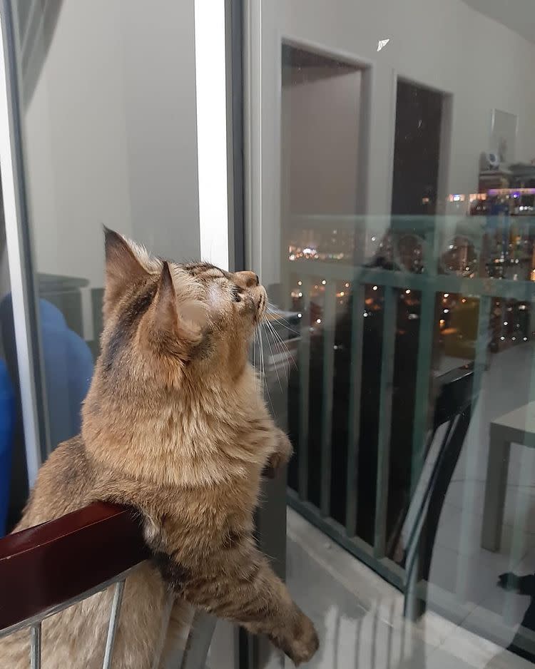 Cat gazing out glass window
