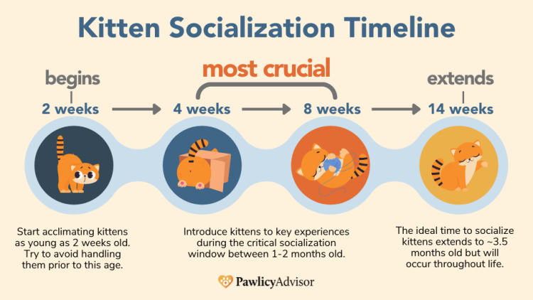 kitten socialization timeline