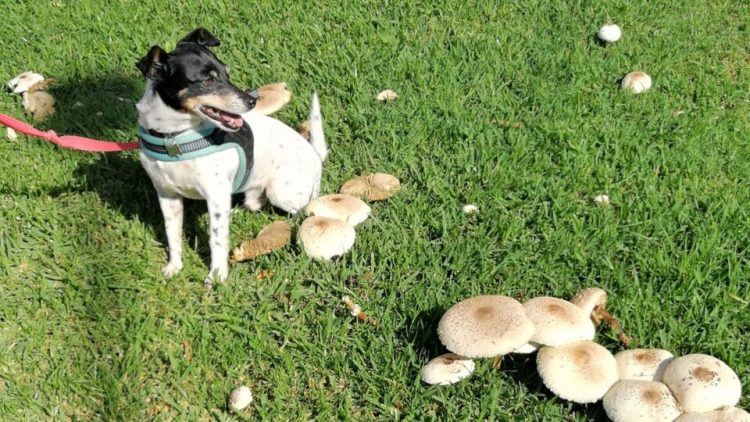 dog surrounded by mushrooms in grass