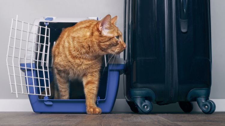 cat in carrier near suitcase