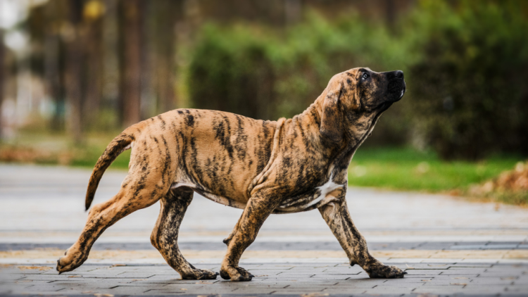 Dog gait with ataxia problem
