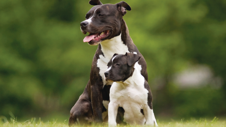 Black and white dog with her puppy