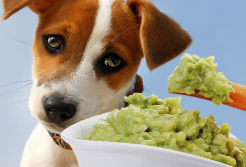 Sad dog looking at guacamole