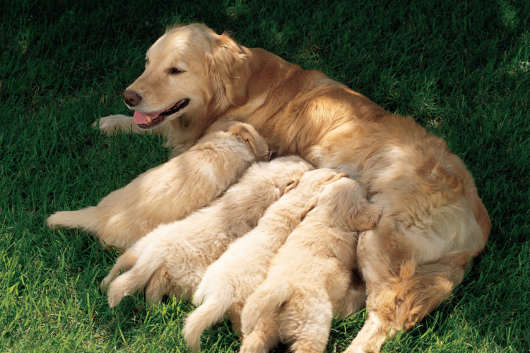 Golden Retriever puppies nursing in grass 