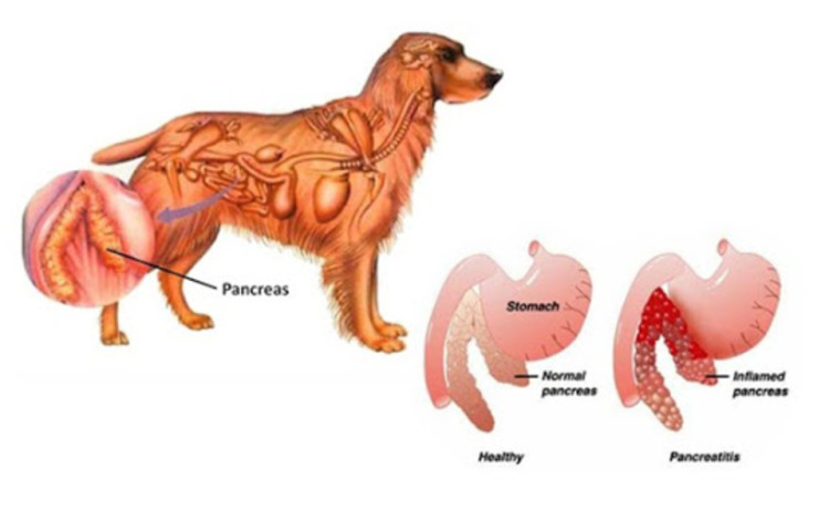 Pancreatitis in Dogs cartoon showing healthy pancreas versus inflamed pancreas