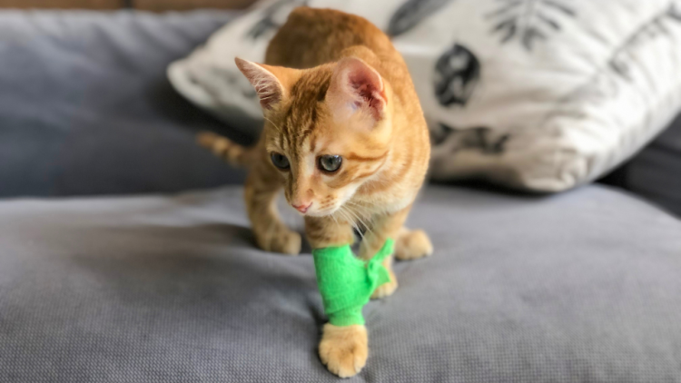 injured kitten wearing bandage
