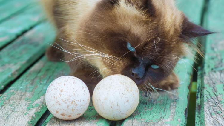 Curious cat smells eggs