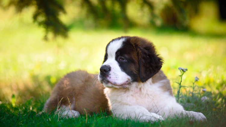 St. Bernard puppy lying in grass