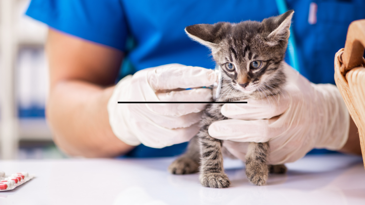 vet treating distemper in kitten
