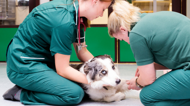Vet team tends to dog lying on the ground