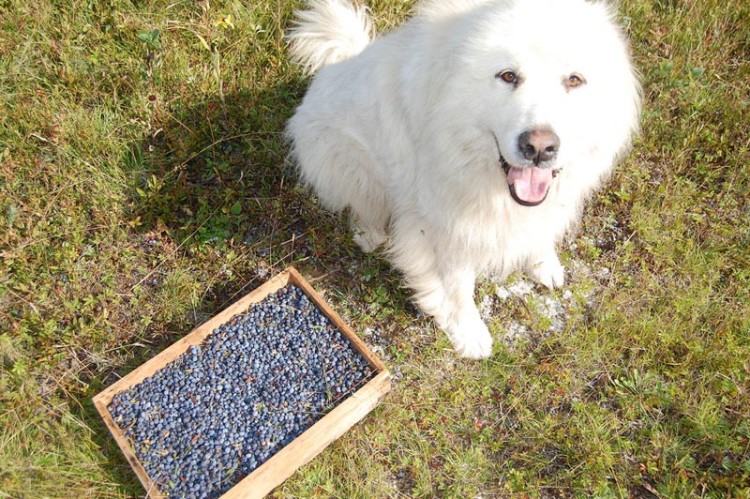 Dog sitting next to case of blueberries