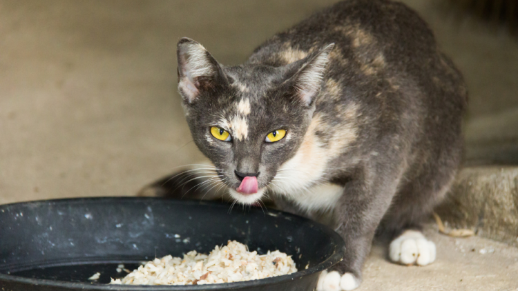 Cat licks lips while eating rice